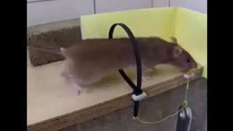 娱乐吃瓜酱吸管,揭秘娱乐圈幕后故事